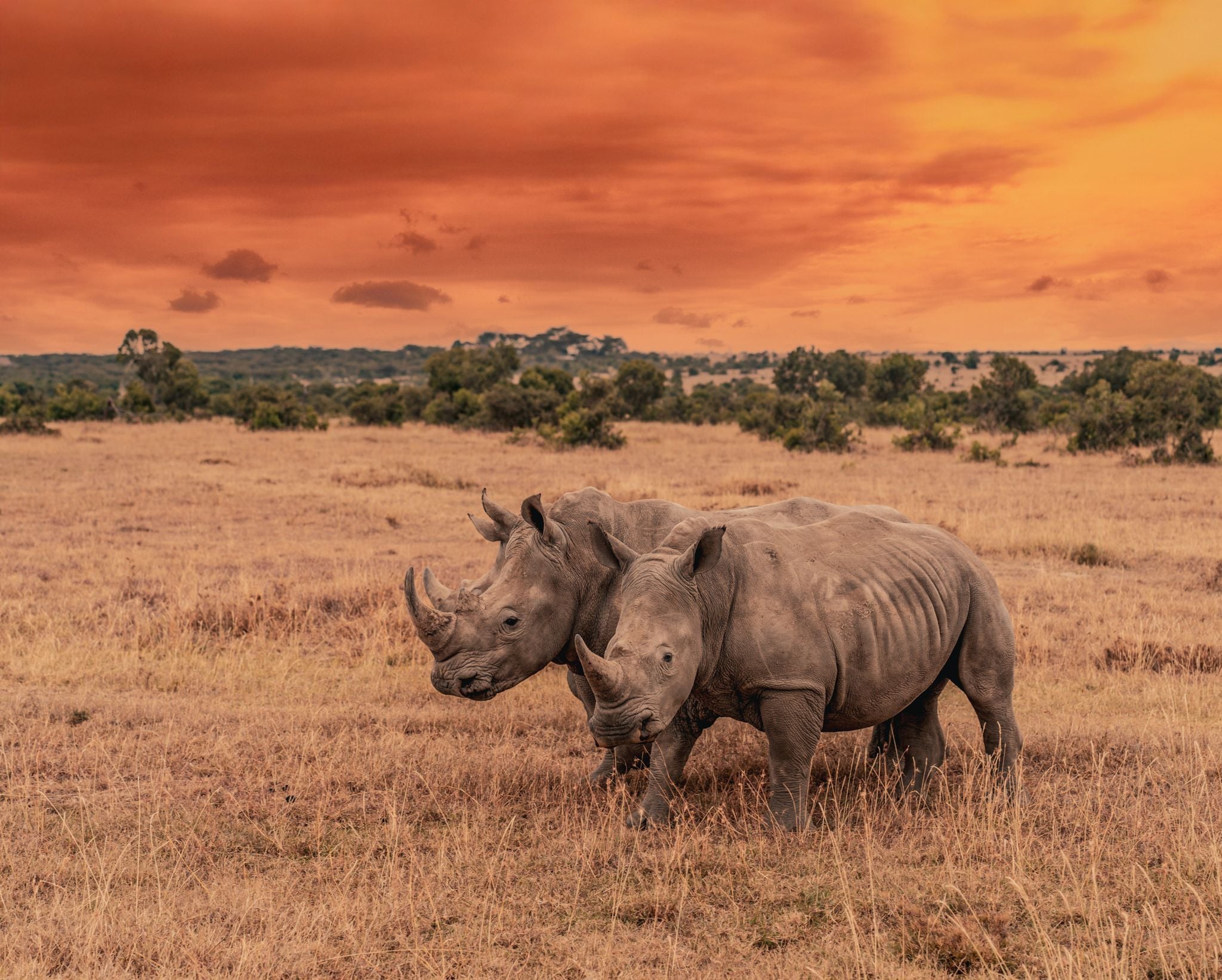 Two white rhinos at sunset in Kenya