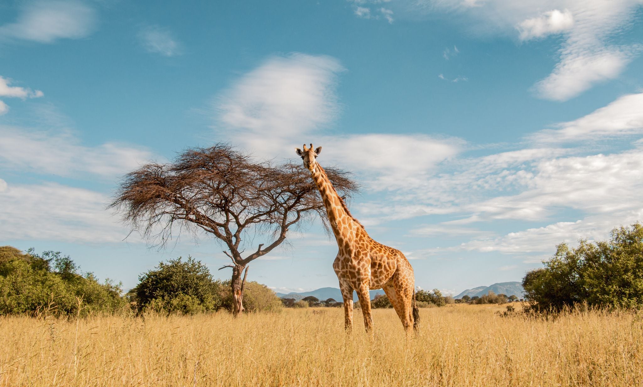 Giraffe in Ruaha National Park, Tanzania