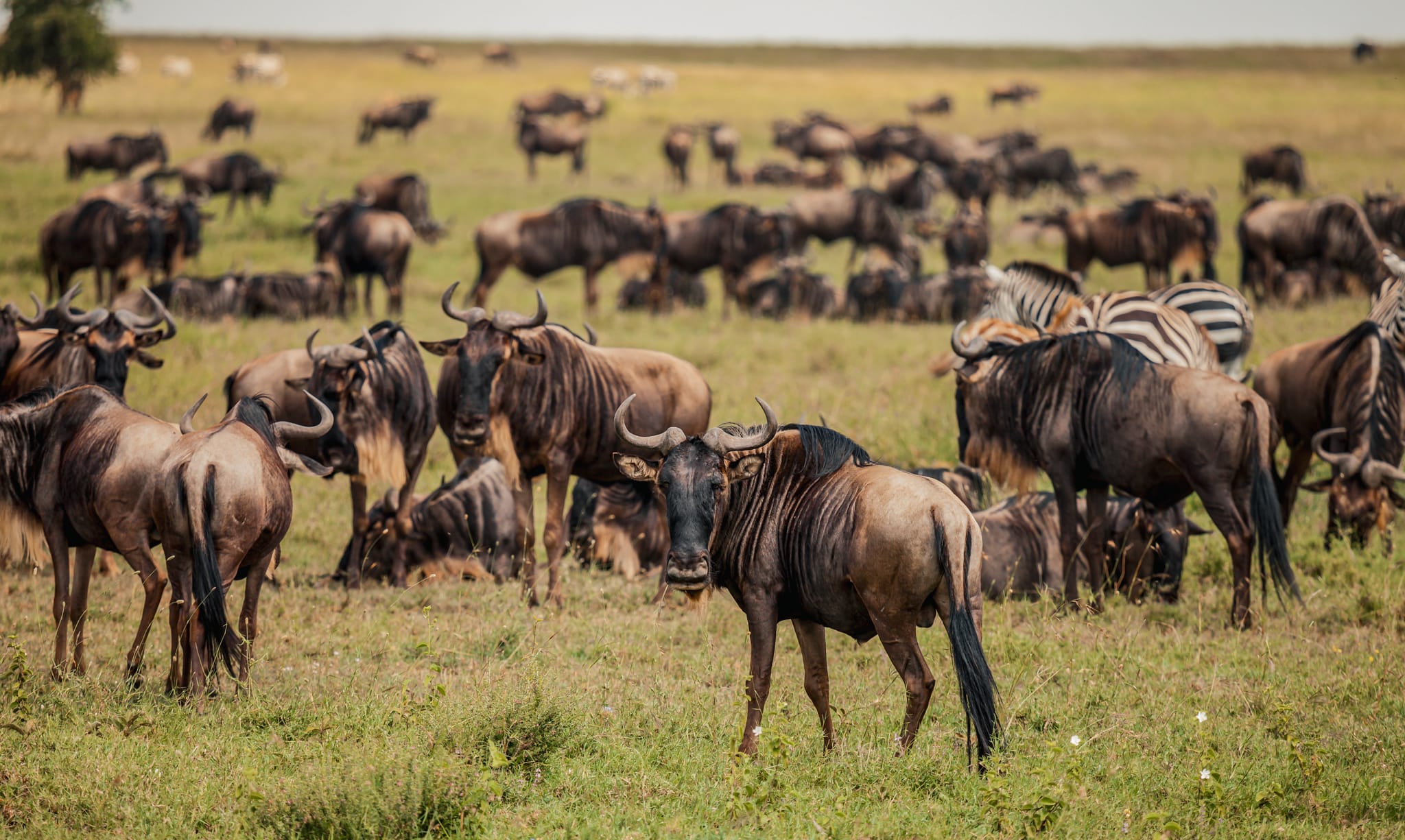 Wildebeests in Tanzania
