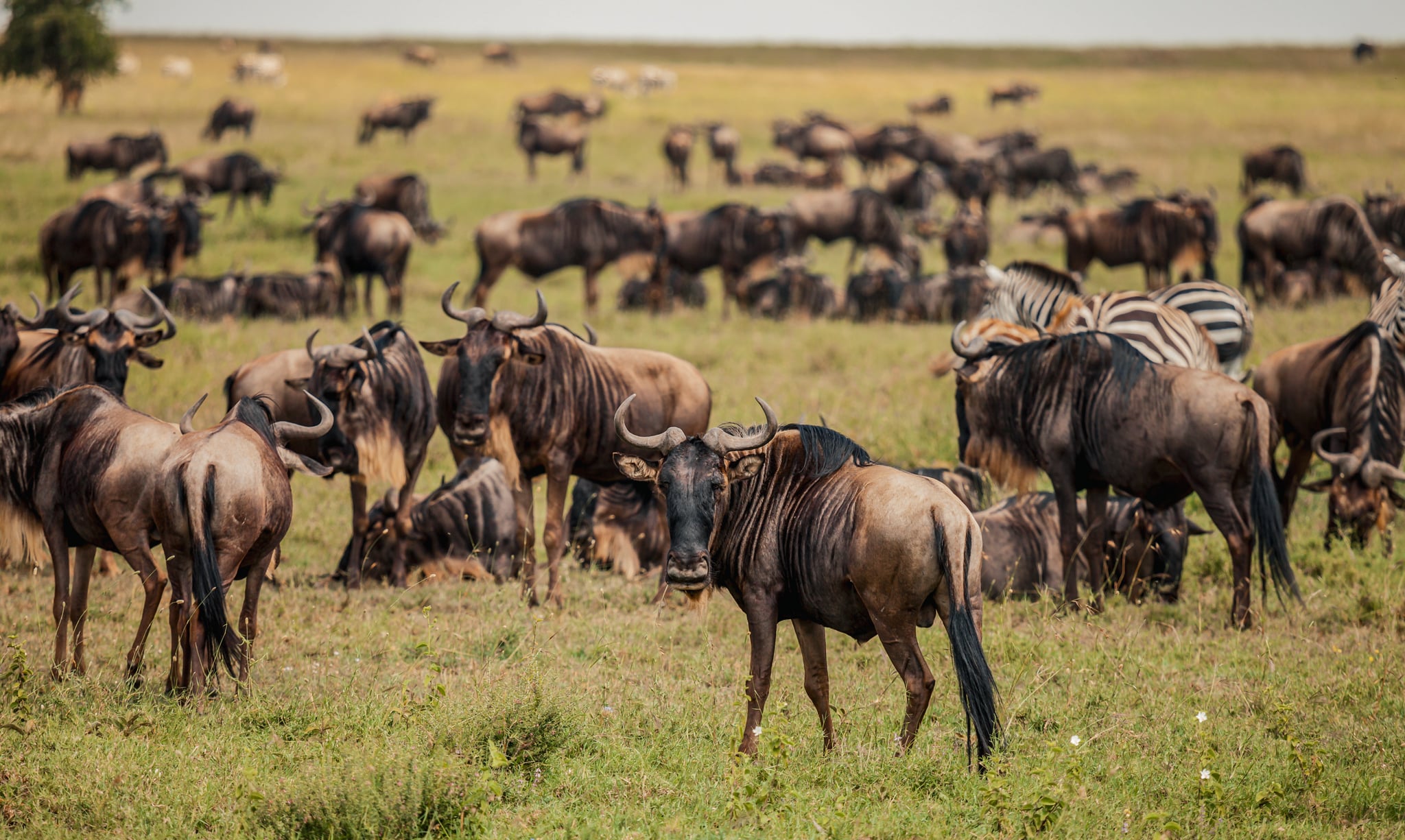 Wildebeests in Tanzania