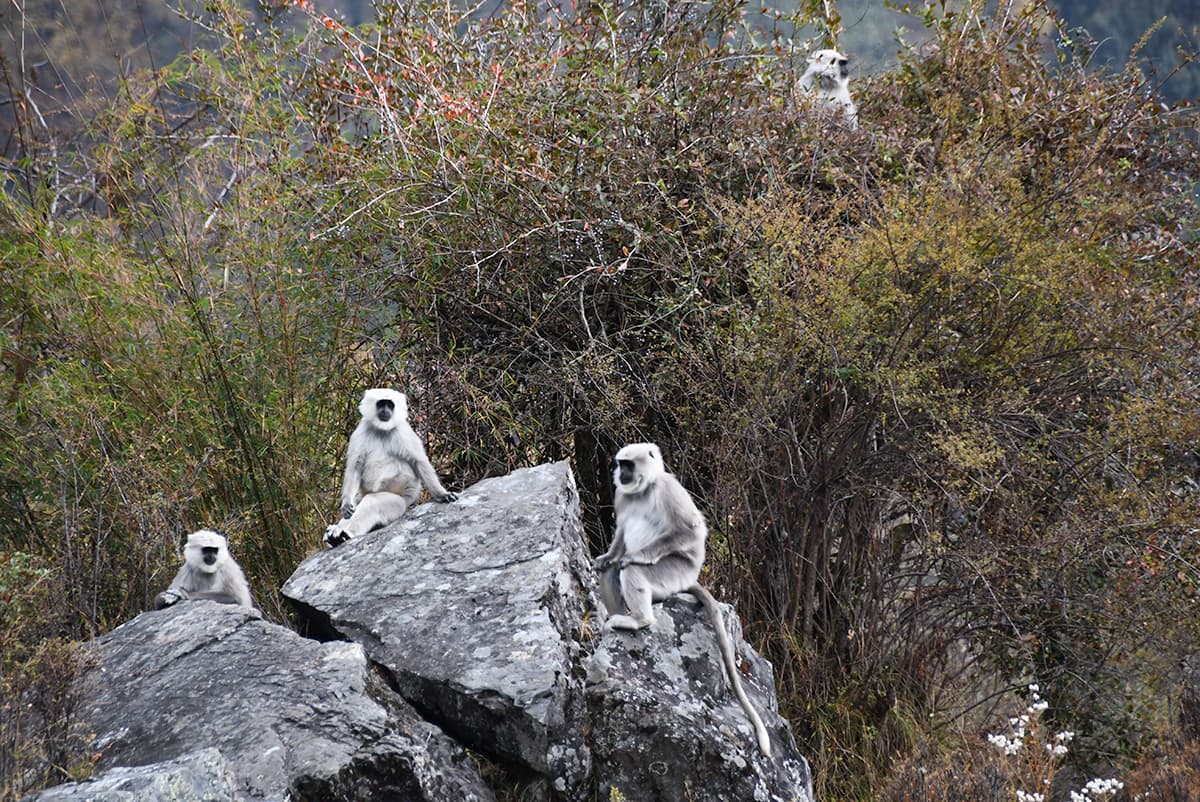 India Himalayas Trek Langur Monkeys