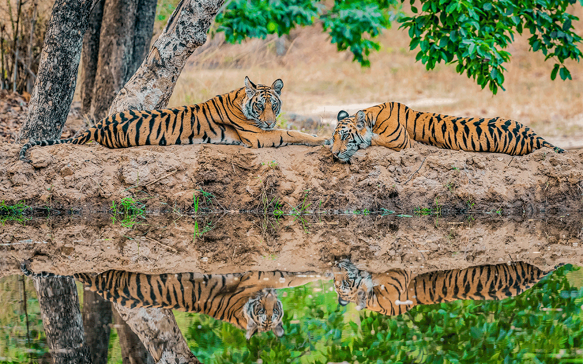 Two tigers and their relflections in the water in Bandhavgarh National Park Forest, Madhya Pradesh, India