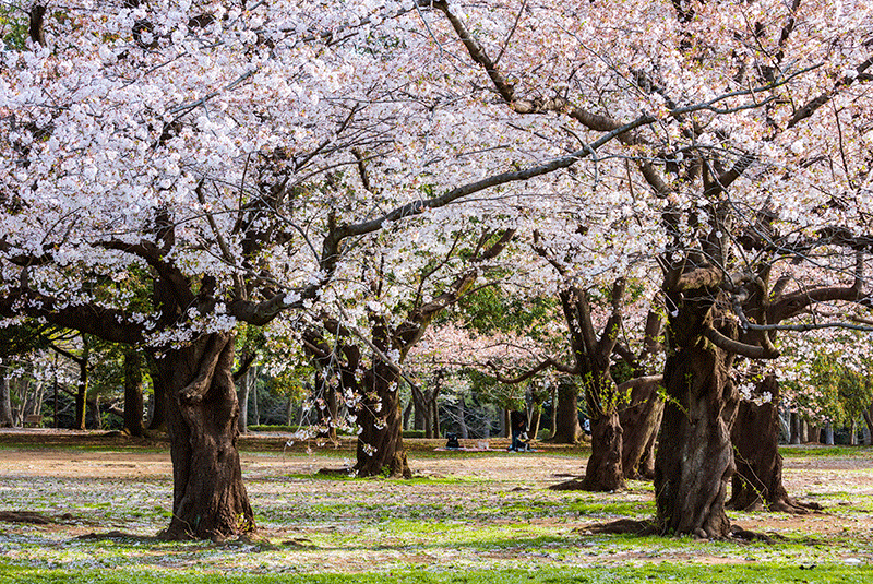 Japan Tokyo Cherry blossoms DanitaDelimont RM AS15 JAN0073 800x535 2