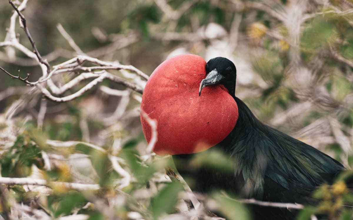 Frigate bird with inflated gular pouch