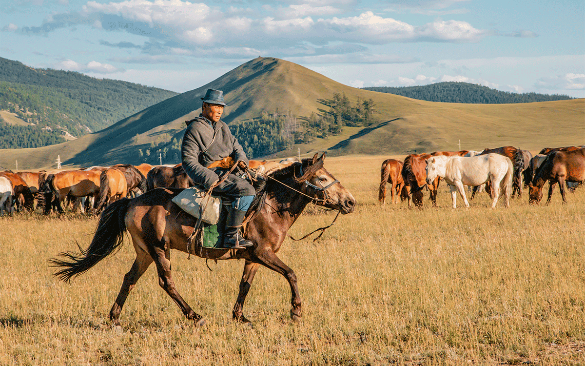 Horses being herded by riders in Mongolia