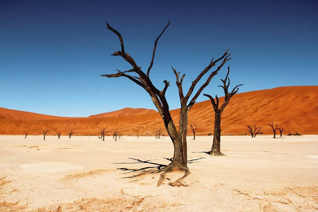 Dunes & Wildlife of Namibia gallery Namibia 42340612504 07054a7ce8 b Namibia Tourism