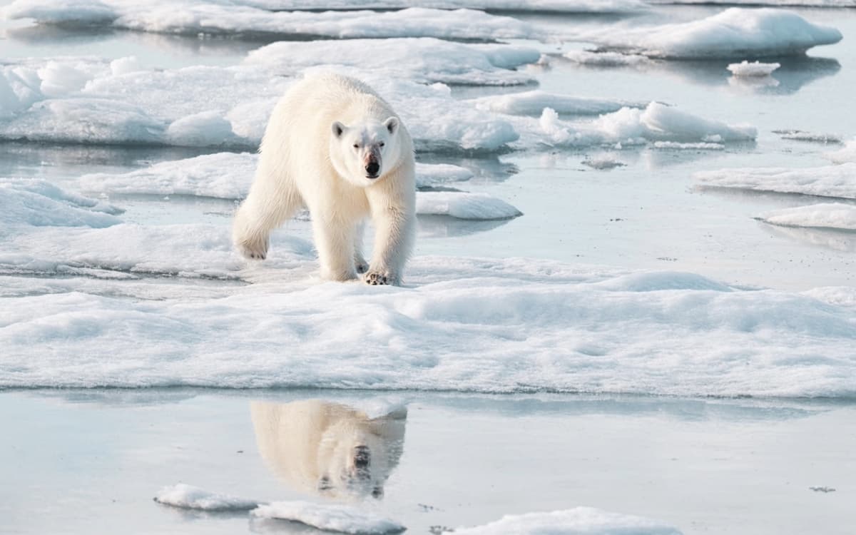 Polar bear walking on the ice in Svalbard