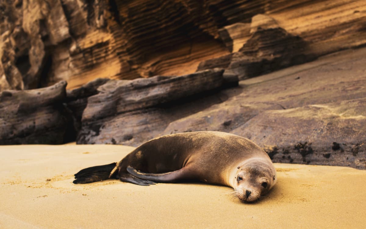 A young sea lion resting on a sandy beach in the Galápagos