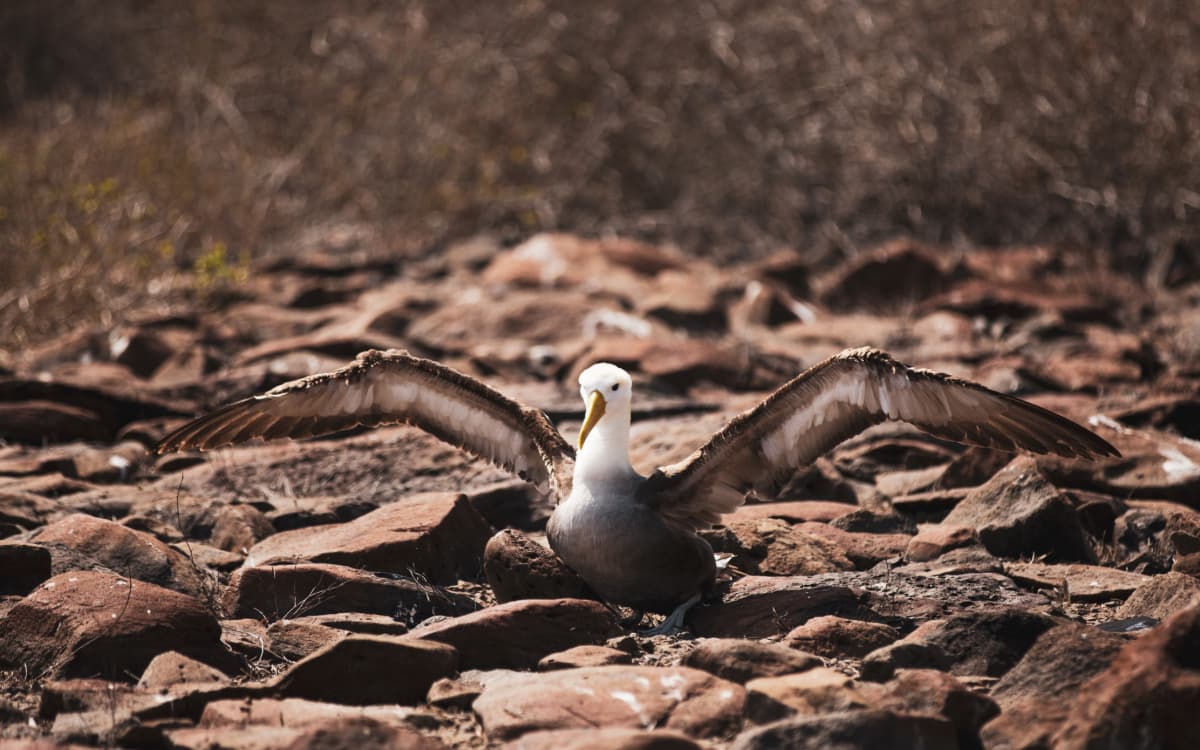 Waved albatross spreading its wings