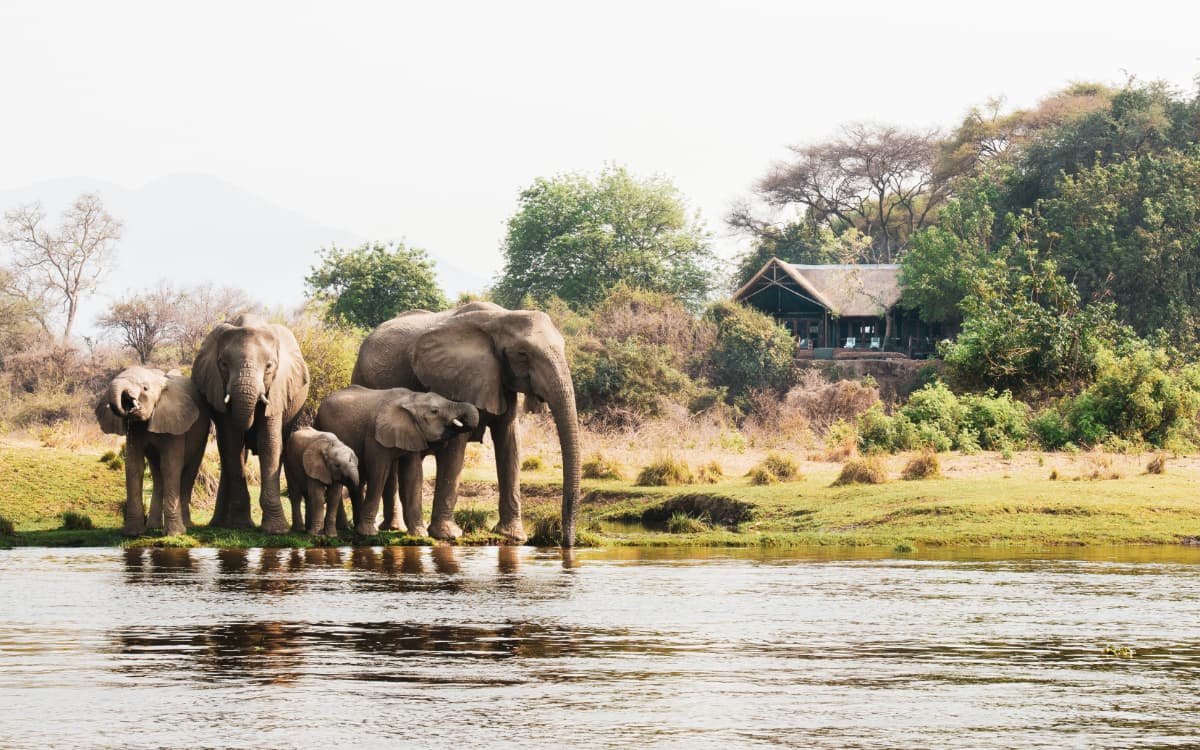 Elephants drinking at the Lower Zambezi River