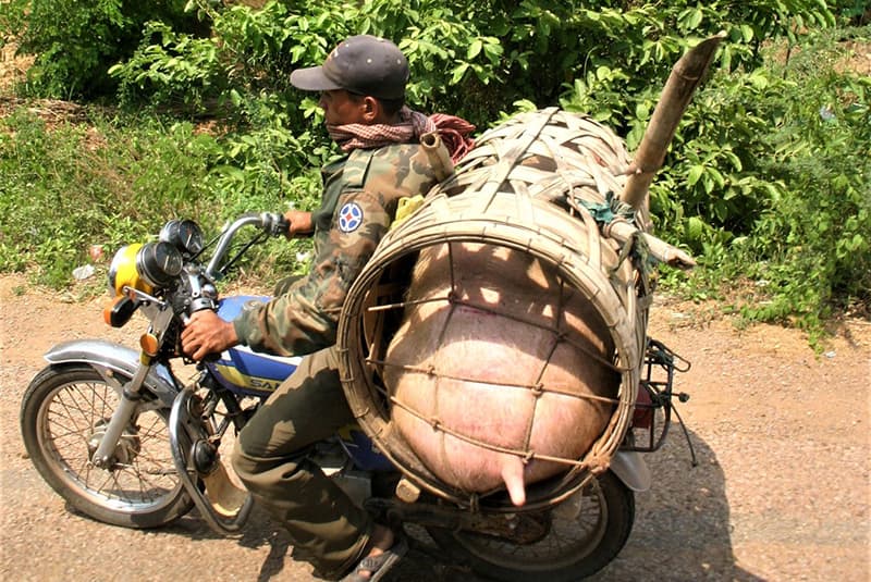 ambush in the jungle pig on a bike