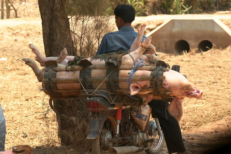 ambush in the jungle two pigs on bike