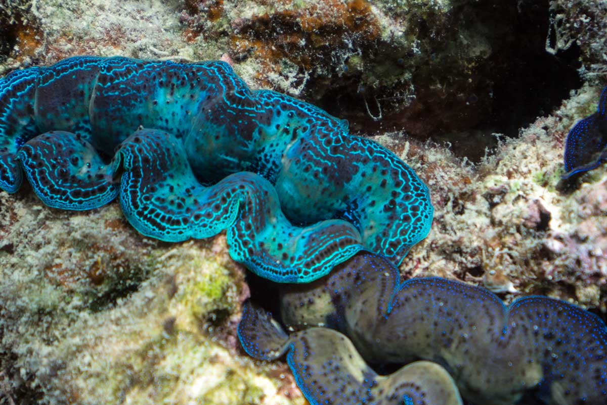 australia great barrier reef snorkeling giant clam geoex