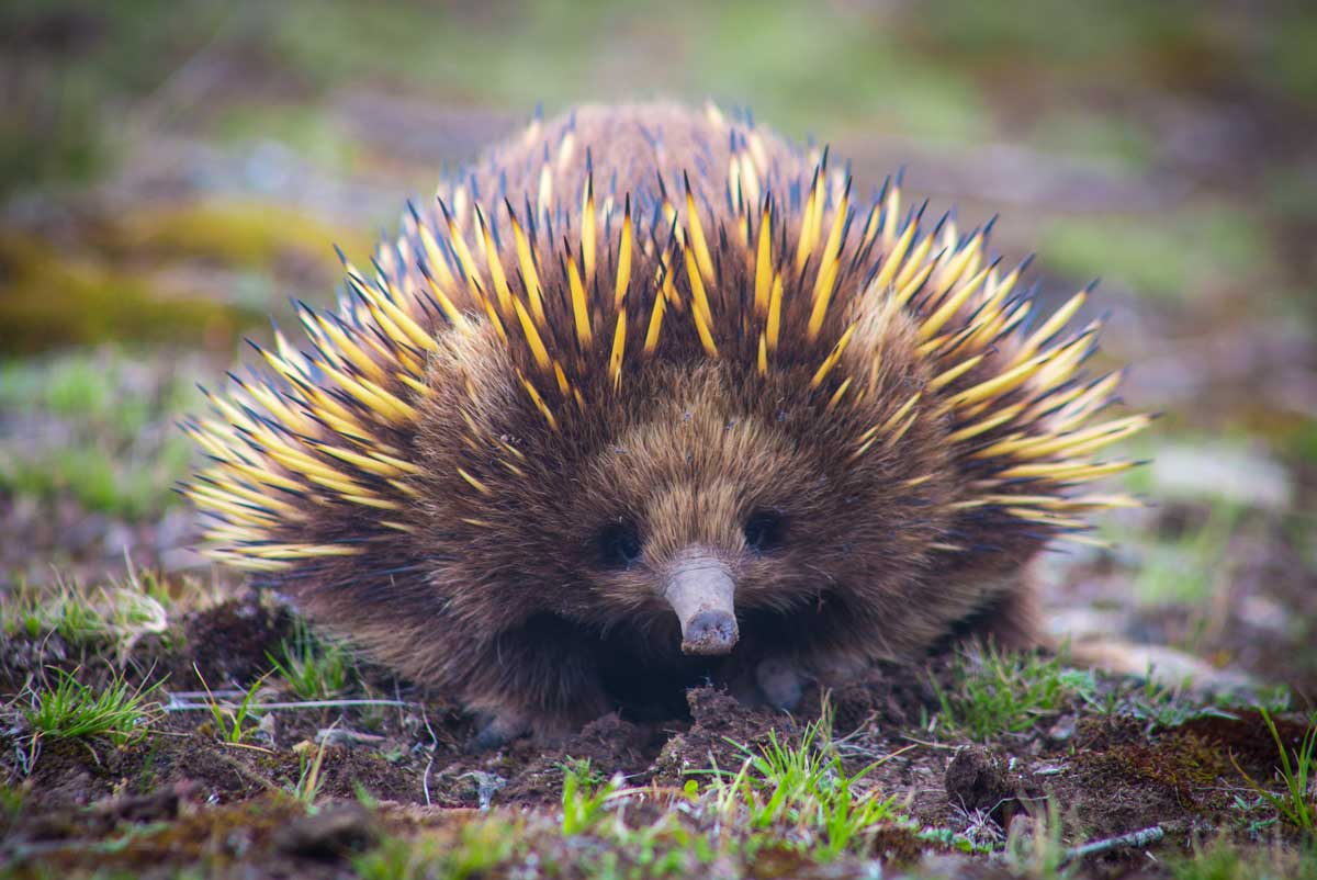 australia tasmania maria island echidna spiny anteater geoex