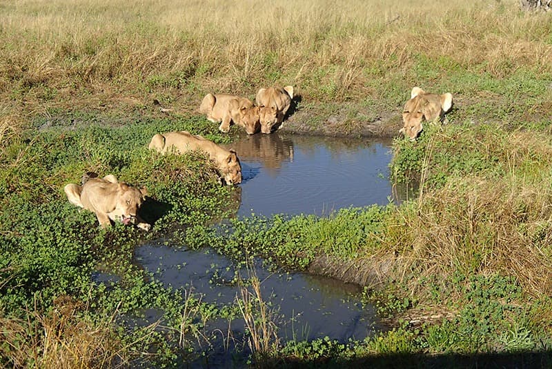 botswana okavango delta qorokwe lions watering hole