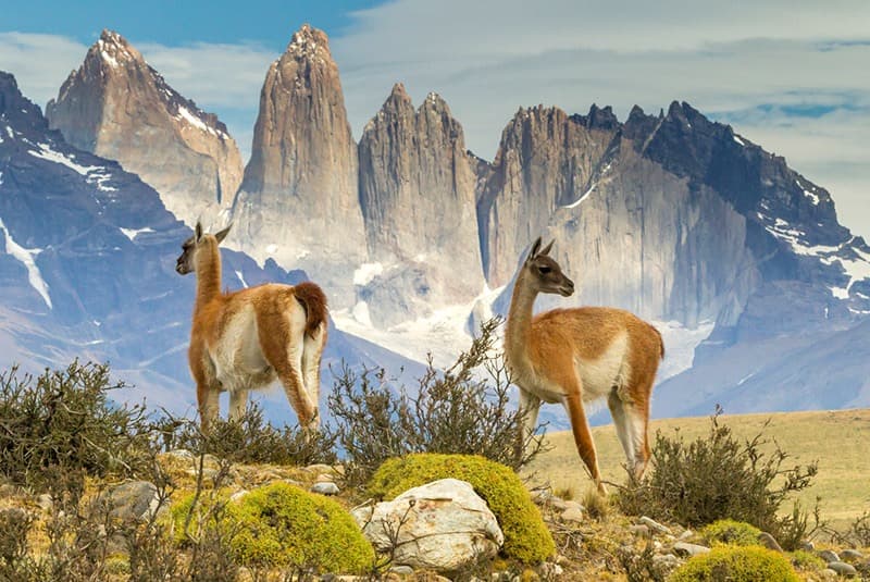 chile torres del paine w trek towers guanacos