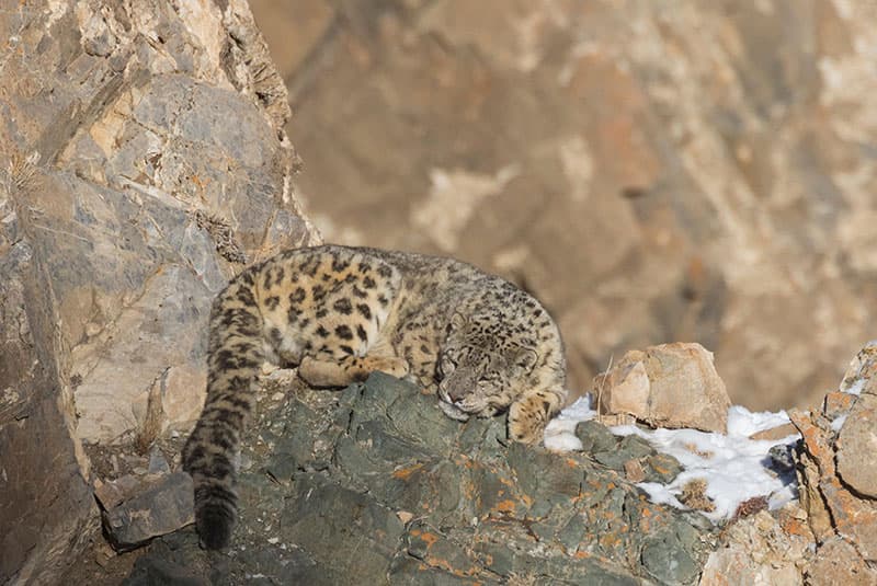 edit Snow Leopard Sleeping Altai alamy WXX3TR