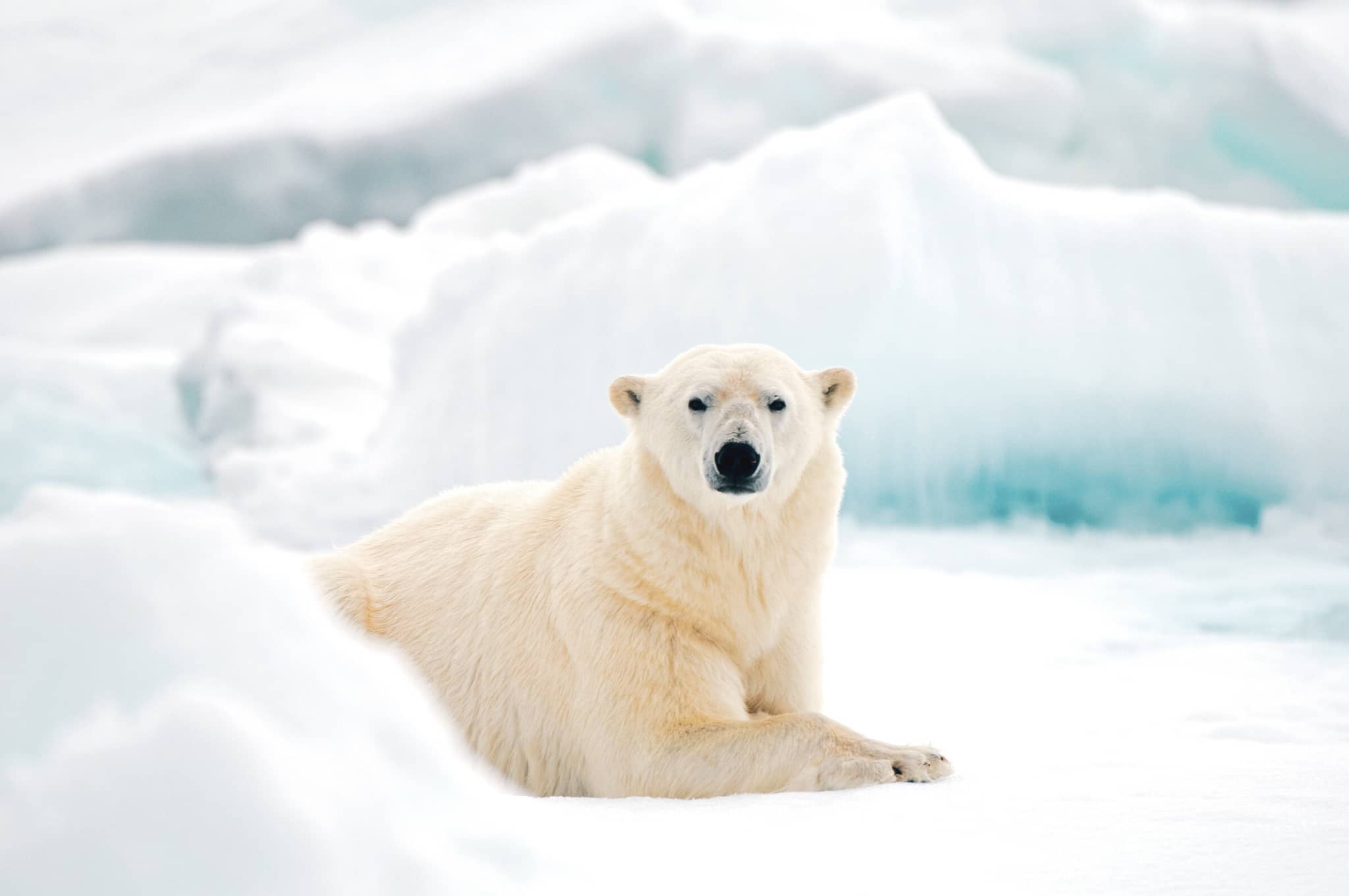 Arctic and Beyond gallery gallery2 polarbear norway DanitaDelimont RM EU21 SKA0699 SuperRes stevenkazlowski