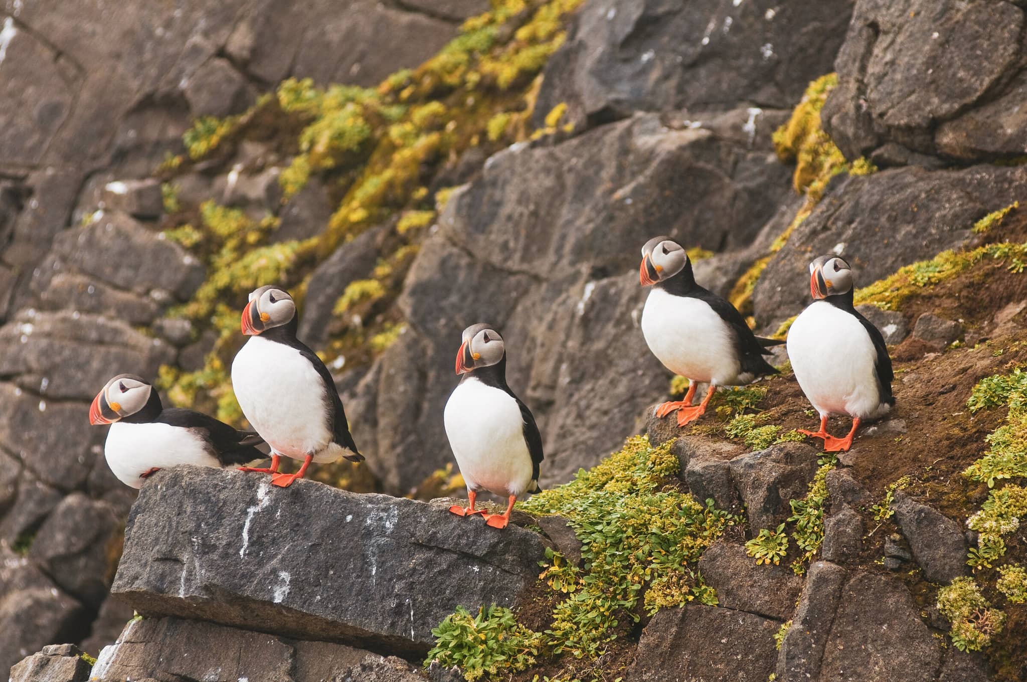 Arctic and Beyond gallery gallery4 puffins norway DanitaDelimont RM EU21 SKA0073 SuperRes stevenkazlowski