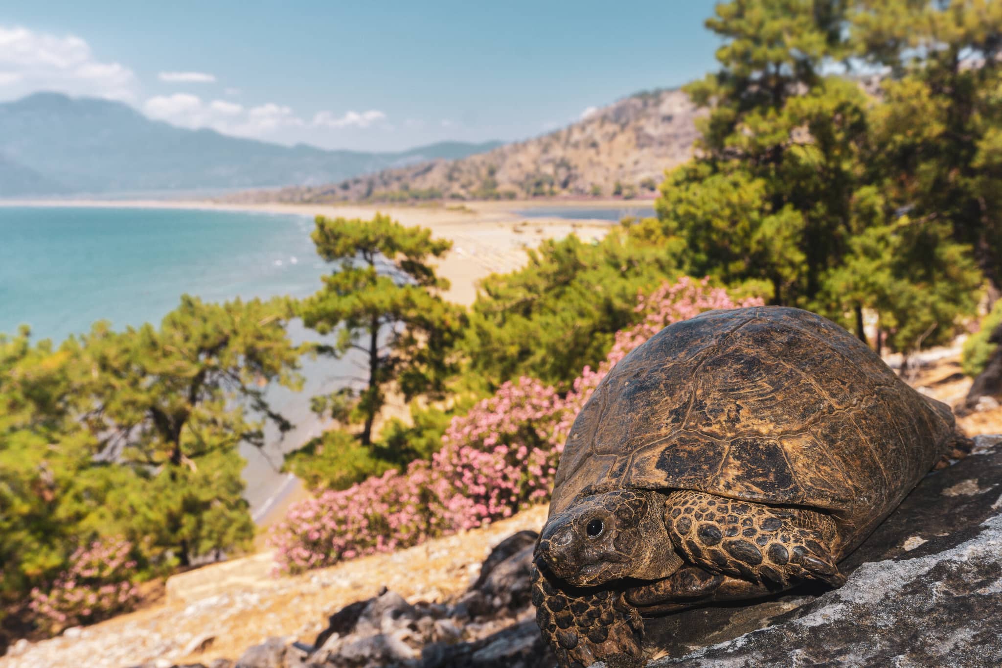 Istanbul & the Aegean Coast gallery gallery5 iztuzu turkiye GettyImages 696077932 ugurhan
