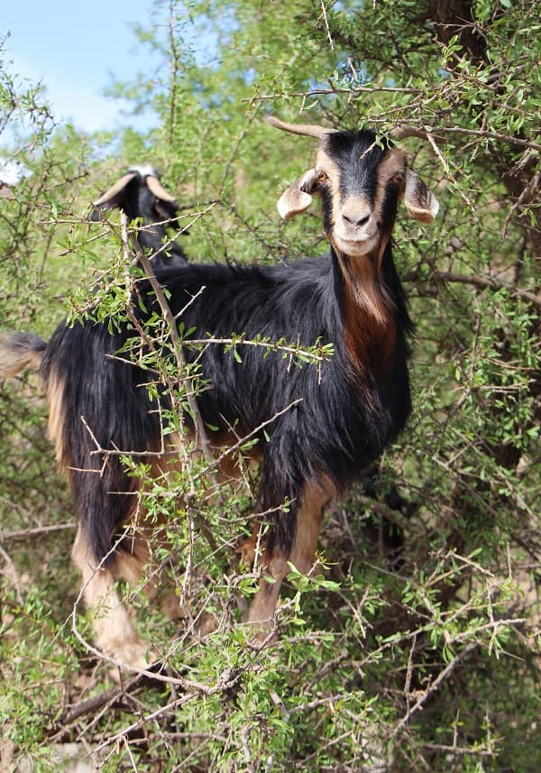 goats morocco geoex