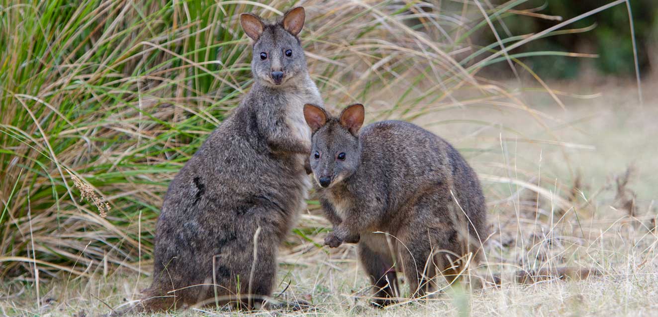 main australia tasmanian pademelons geoex