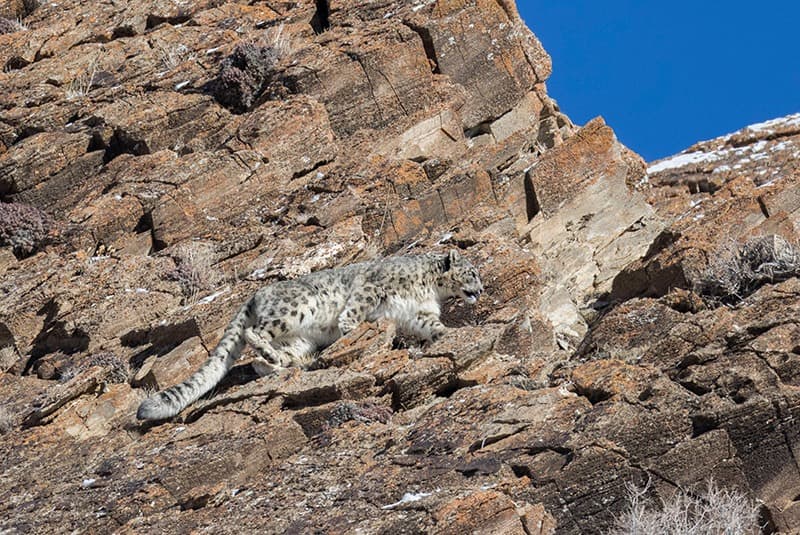 mongolia altai mountains snow leopard rocks