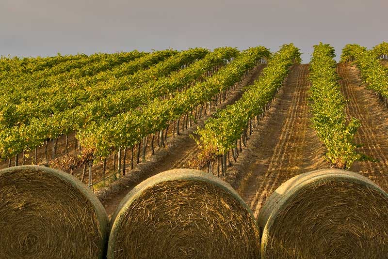 reasons to visit australia barossa valley vineyard DanitaDelimont RM AU01 JMI0024 SuperRes