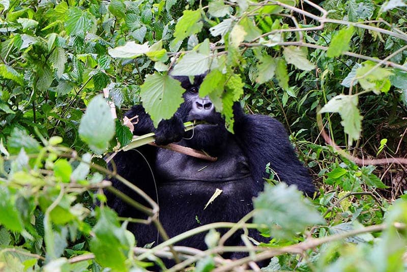 rwanda gorilla