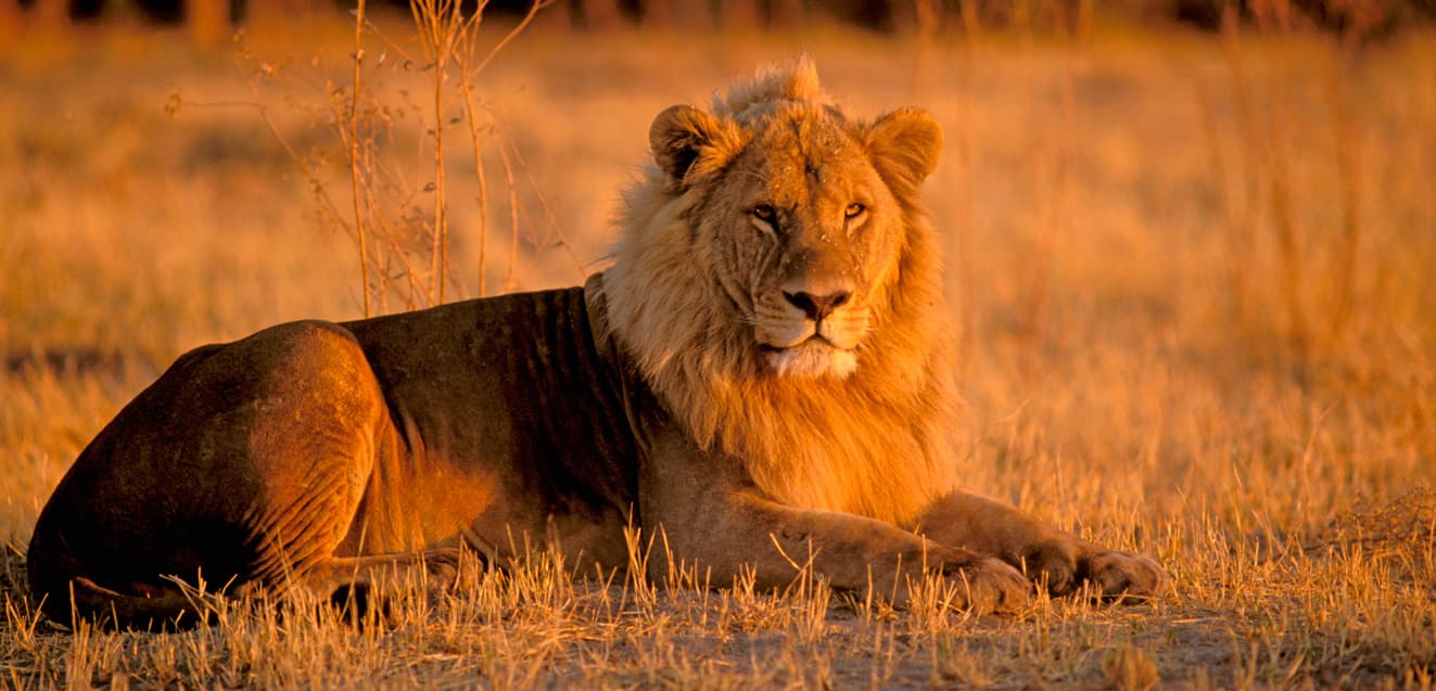 safari botswana young lion geoex 1323x637