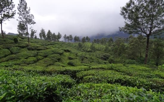 sara india tea country