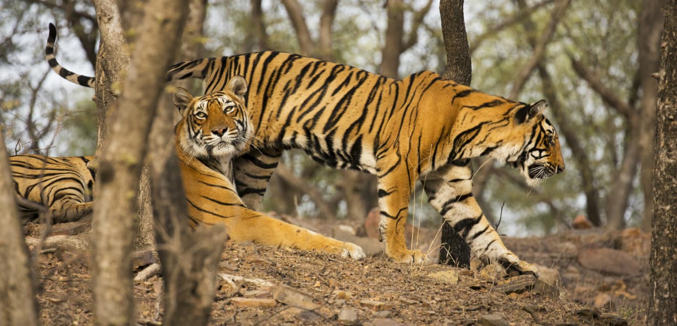 starla estrada exploring indias wild side bengal tigers main geoex