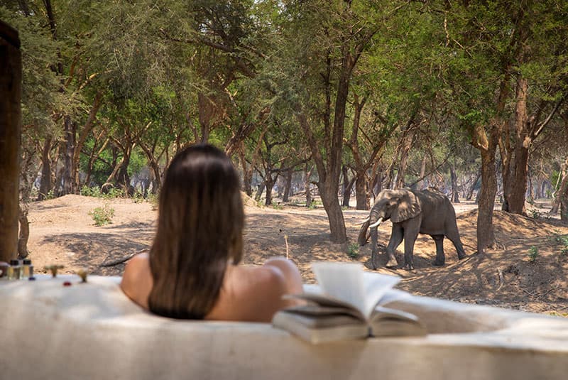 zambia lower zambezi old mondoro bathtub elephant